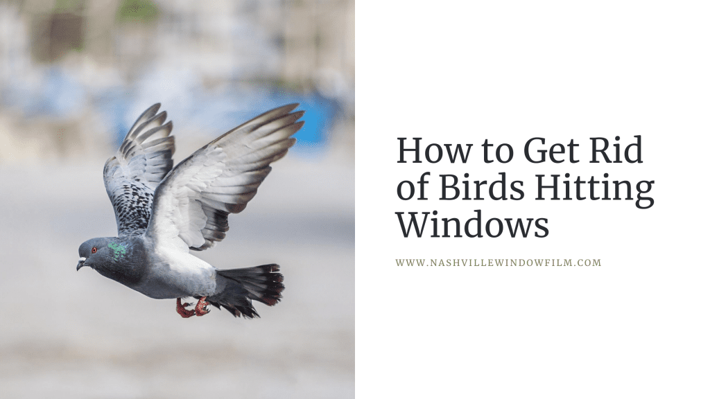 get rid birds hitting windows nashville window film